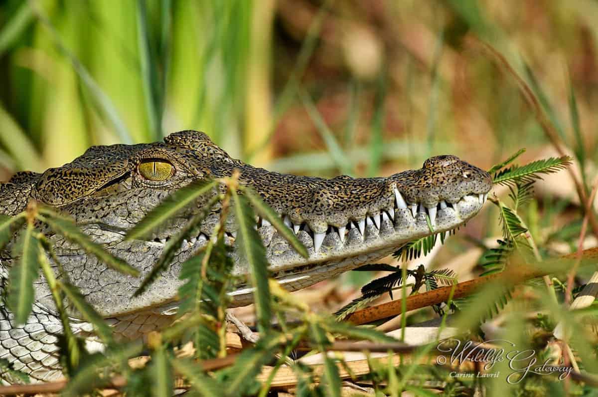Reptiles of Africa