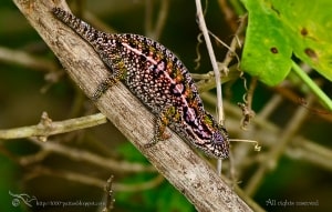 Malagasy Chameleon
