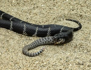 Californaia Kingsnake Eating a Western Diamond-backed Rattlesnake