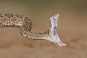 Western Diamondback Rattlesnake Striking