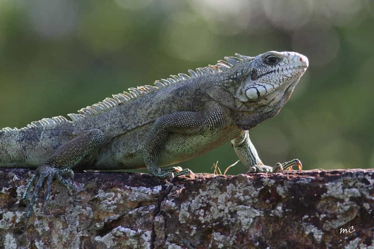 Reptiles of South America