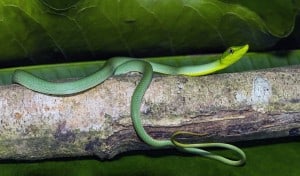 Green Vine Snake - Oxybelis Fulgidus