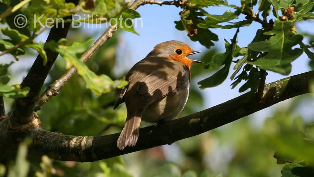 Robin (Erithacus rubecula) (06)