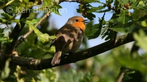 Robin (Erithacus rubecula) (05)