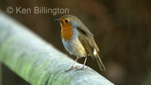 Robin (Erithacus rubecula) (07)