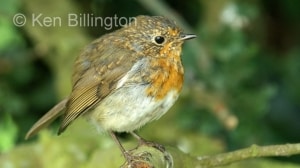 Robin (Erithacus rubecula) (08)