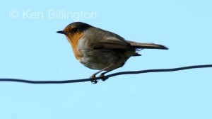 Robin (Erithacus rubecula) (09)
