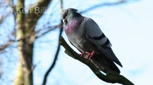Rock Pigeon (Columba livia) (01)