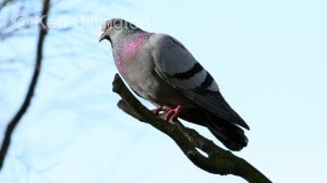 Rock Pigeon (Columba livia) 