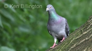 Rock Pigeon (Columba livia) 