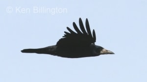 Eurasian Rook (Corvus frugilegus) (02)