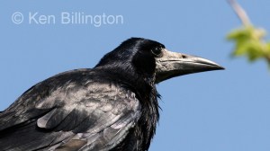 Eurasian Rook (Corvus frugilegus) (07)