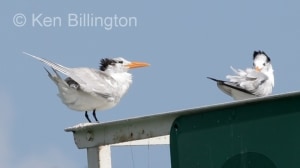 Royal Tern (Thalasseus maximus) 