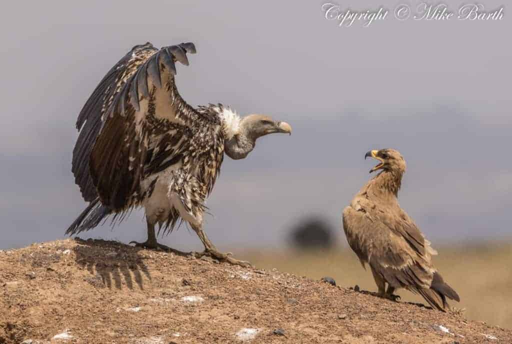 Rüppell’s Vulture Gyps Rueppelli