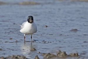 Saunders's Gull (breeding) with Crab
