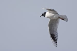 Saunders's Gull (breeding) in Flight