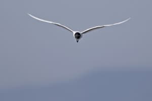 Saunders's Gull (breeding) in Flight