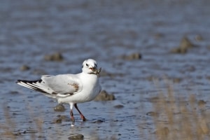 Saunders's Gull (non-breeding) with Crab