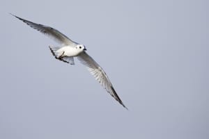 Saunders's Gull Chroicocephalus saundersi