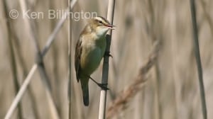 Sedge Warbler (Acrocephalus schoenobaenus) 