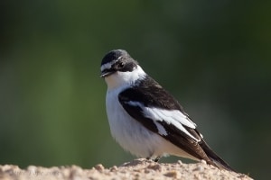 Semi-collared Flycatcher (Ficedula semitorquata)