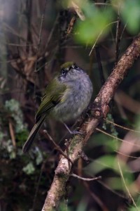 Serra do Mar Tyrannulet  (Phylloscartes difficilis)  - 2