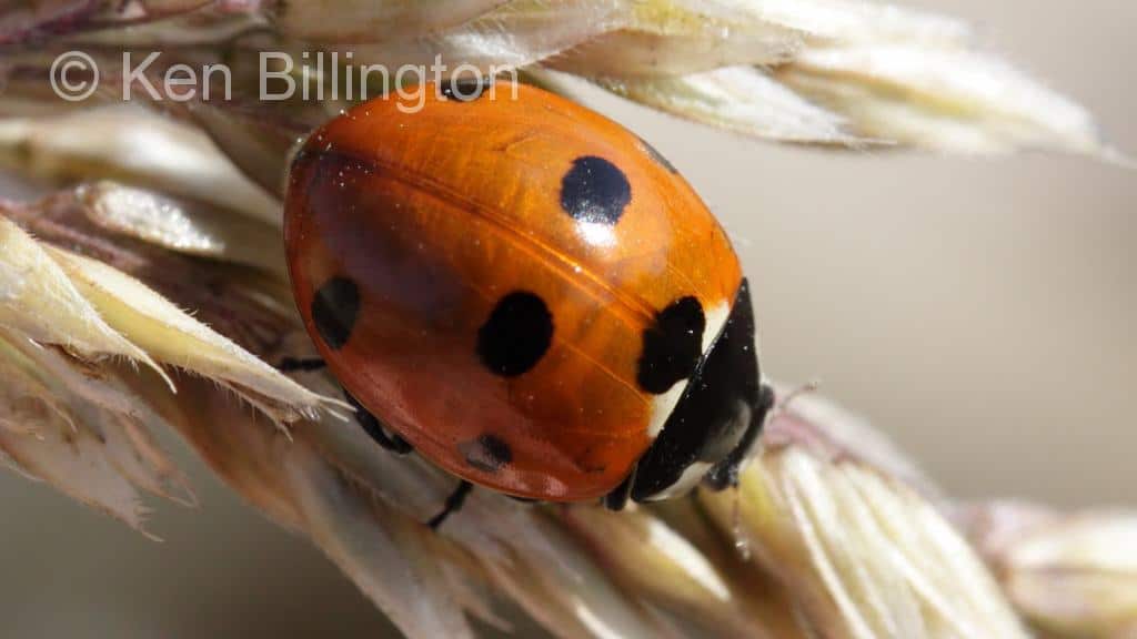 Seven-spot Ladybird (Coccinella septempunctata)