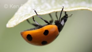 Seven-spot Ladybird (Coccinella septempunctata)
