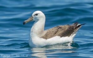 Shy Albatross Thalassarche Cauta 