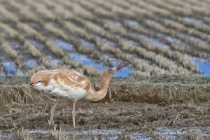 Siberian Crane (juvenile) Feeding