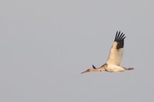 Siberian Crane (juvenile) in Flight
