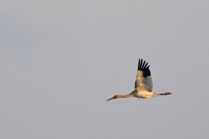Siberian Crane (juvenile) in Flight