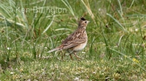 Eurasian Skylark (Alauda arvensis) 