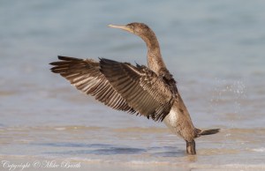 Socotra Cormorant