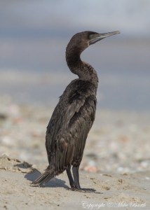 Socotra Cormorant