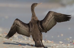Socotra Cormorant