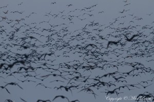 Socotra Cormorant