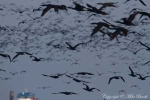 Socotra Cormorant