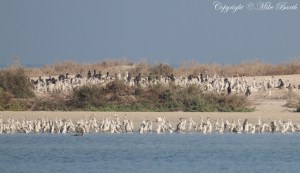 Socotra Cormorant