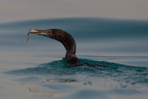 Socotra Cormorant