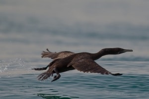 Socotra Cormorant