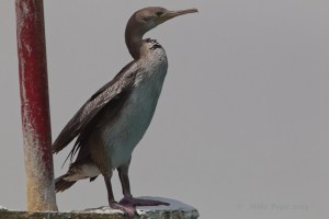 Socotra Cormorant