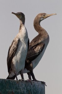 Socotra Cormorant