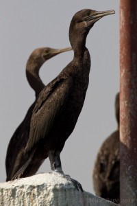 Socotra Cormorant