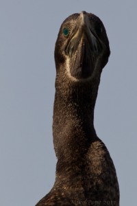 Socotra Cormorant