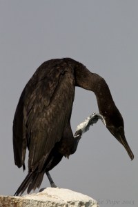 Socotra Cormorant