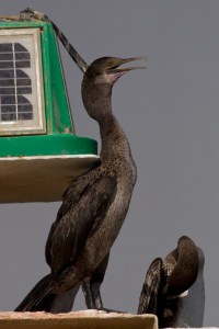 Socotra Cormorant