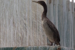 Socotra Cormorant