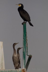 Socotra Cormorant