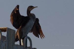 Socotra Cormorant